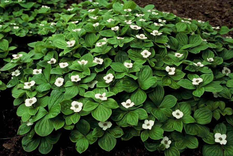 Garden basics 12x Cornus canadensis - ↕10-25cm - Ø9cm (47663)