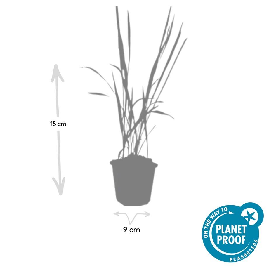 Garden basics 6x Imperata cylindrica 'Red Baron' - ↕10-25cm - Ø9cm (47856)