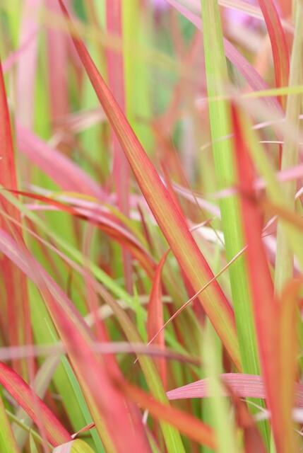 Garden basics 6x Imperata cylindrica 'Red Baron' - ↕10-25cm - Ø9cm (47856)
