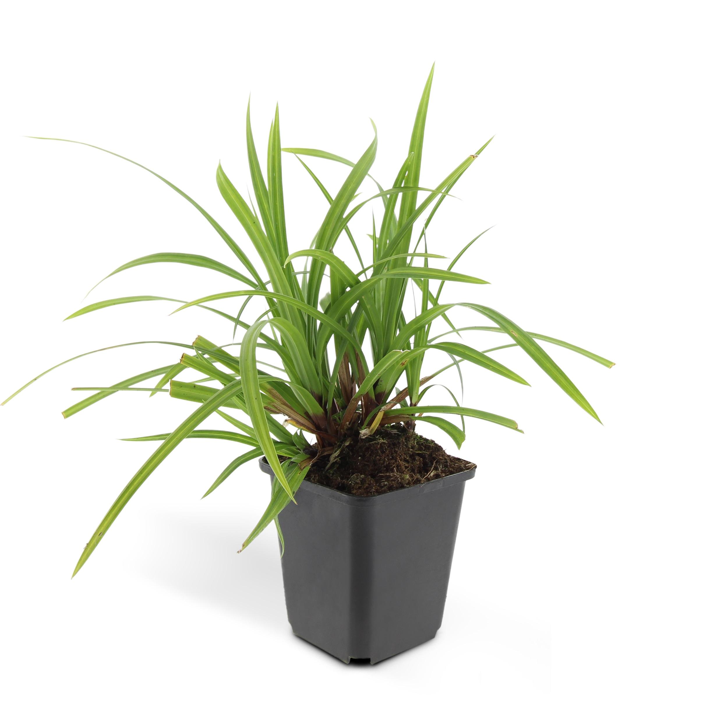 Garden basics 60x Carex morrowii 'Irish Green' - ↕10-25cm - Ø9cm (47650)