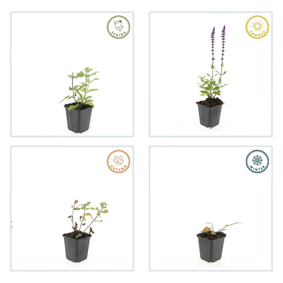 Garden basics 48x Salvia nem. 'Caradonna' - ↕10-25cm - Ø9cm (50596)