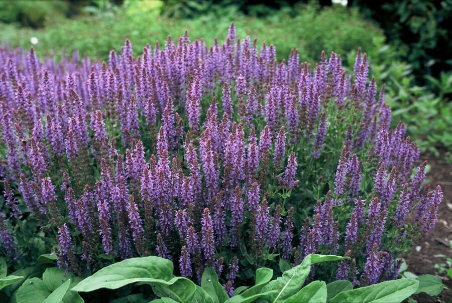 Garden basics 48x Salvia nem. 'Caradonna' - ↕10-25cm - Ø9cm (50596)