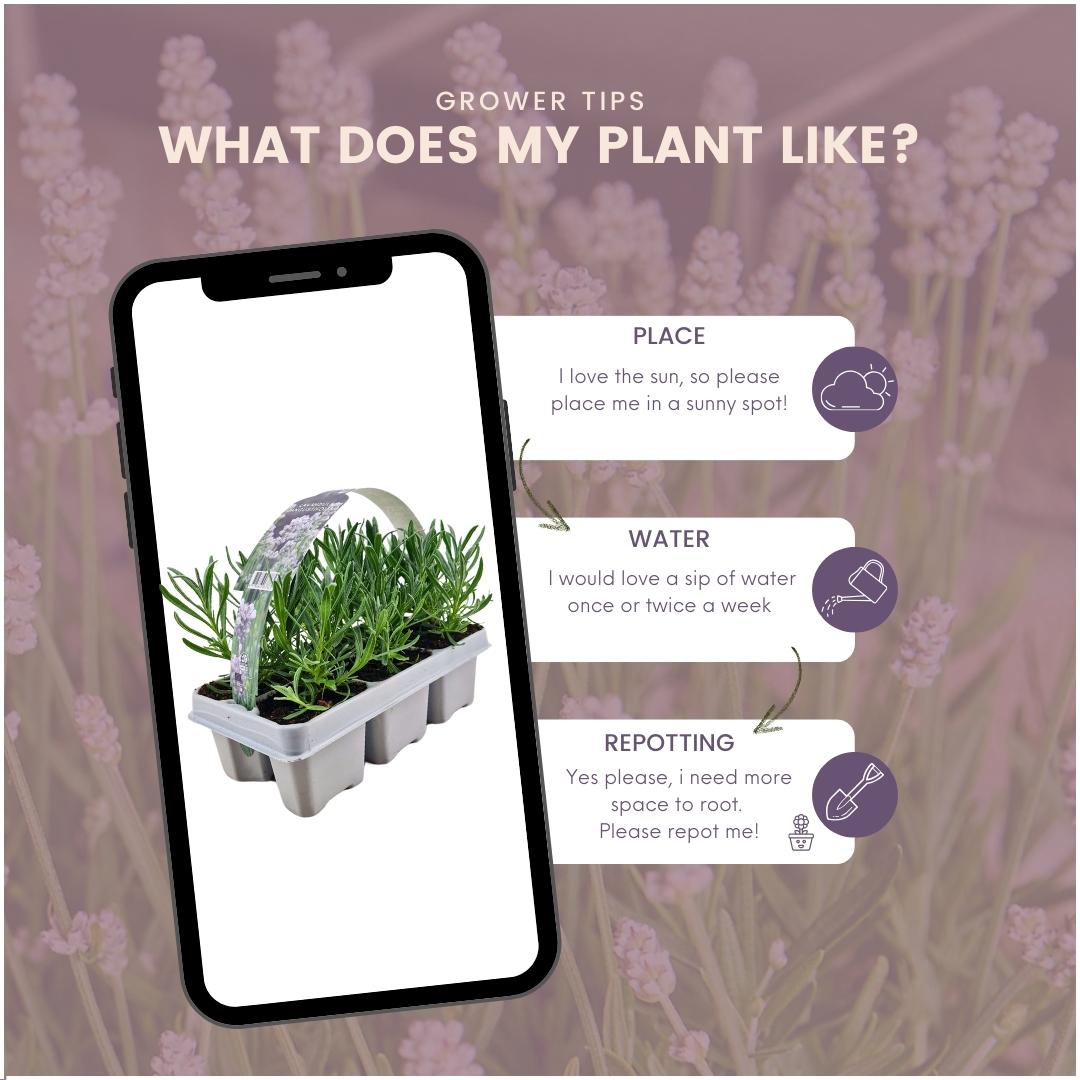 Plants by frank 8 x 6 pack Lavendel angustifolia white - 48 x Ø7 cm (33467)