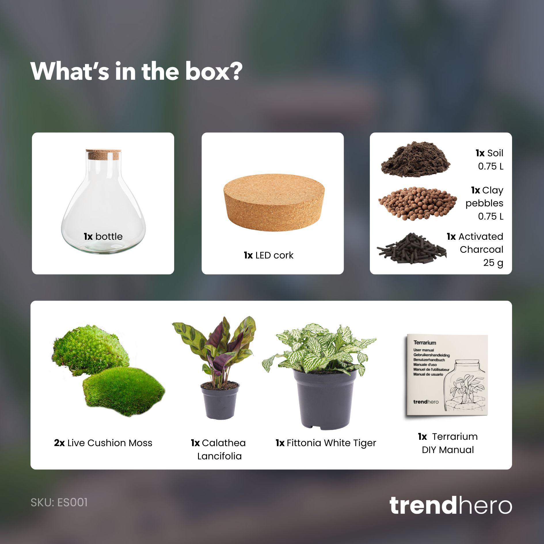 DIY terrarium - Sammie Calathea - No tools (54763)