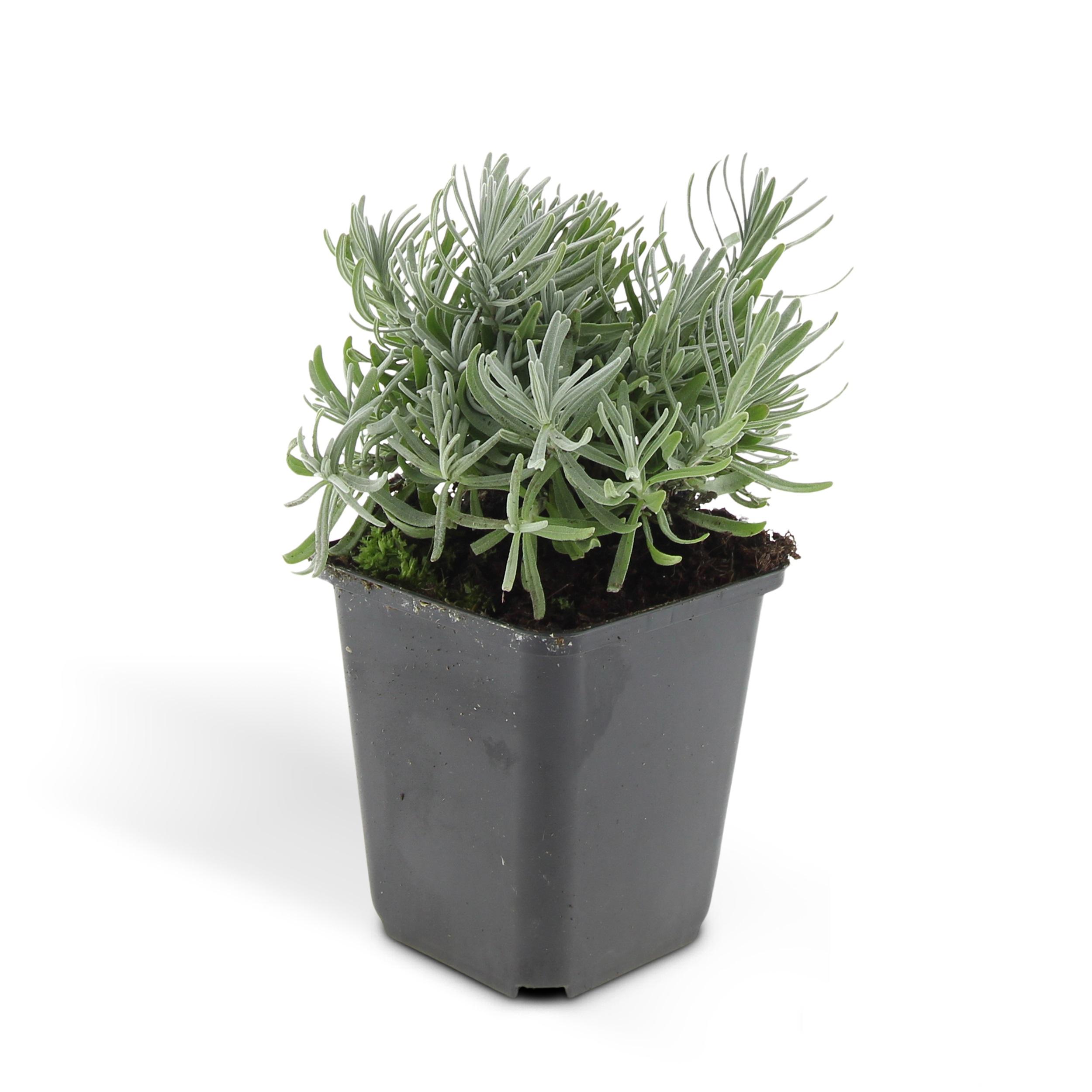Garden basics 24x Lavandula 'Hidcote' - ↕10-25cm - Ø9cm (50330)