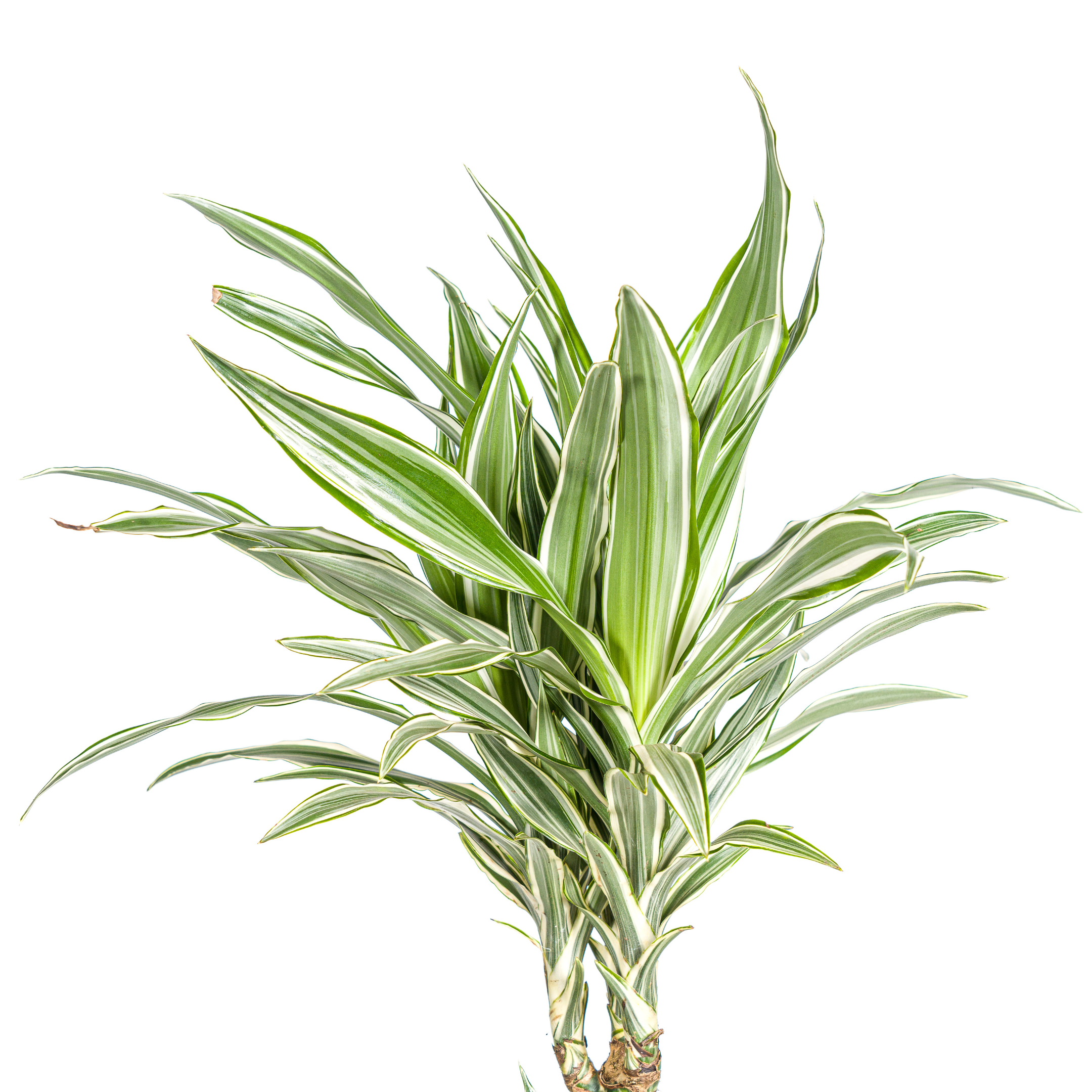 Dracaena Deremensis White Stripe met mand Ø24cm - ↕130 (48779)