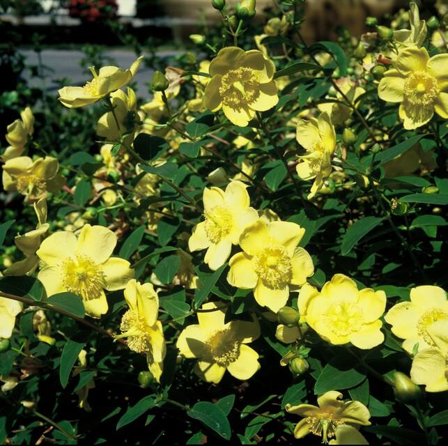Garden basics 60x Hypericum 'Hidcote' - ↕10-25cm - Ø9cm (47835)