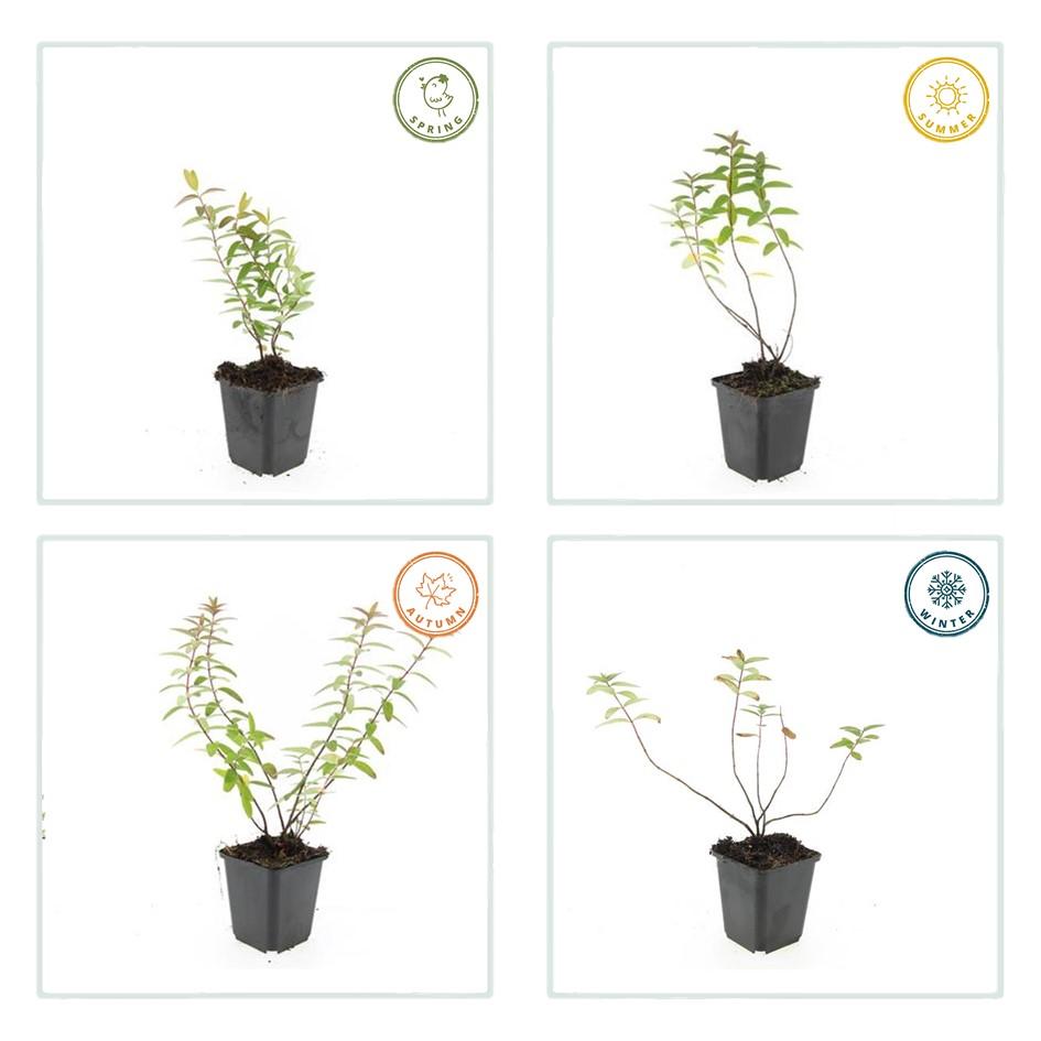 Garden basics 60x Hypericum 'Hidcote' - ↕10-25cm - Ø9cm (47835)