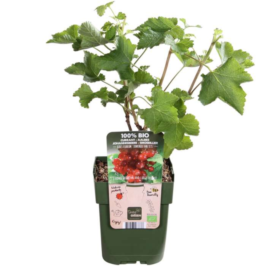 Premium basics "Vruchten oase" BIO Fruitplanten mix set van 5 verschillende soorten (48362)