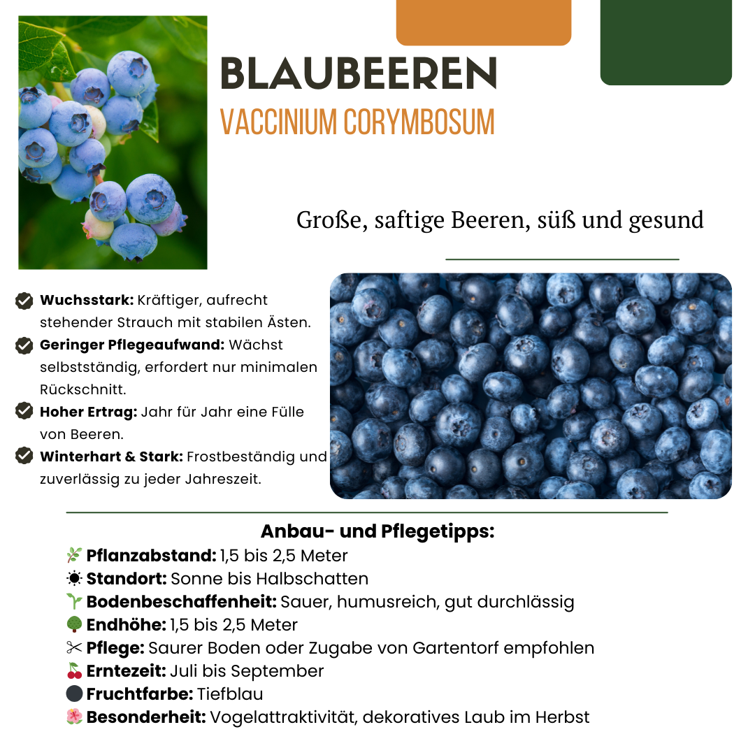 Premium basics "Vruchten oase" BIO Fruitplanten mix set van 5 verschillende soorten (48362)