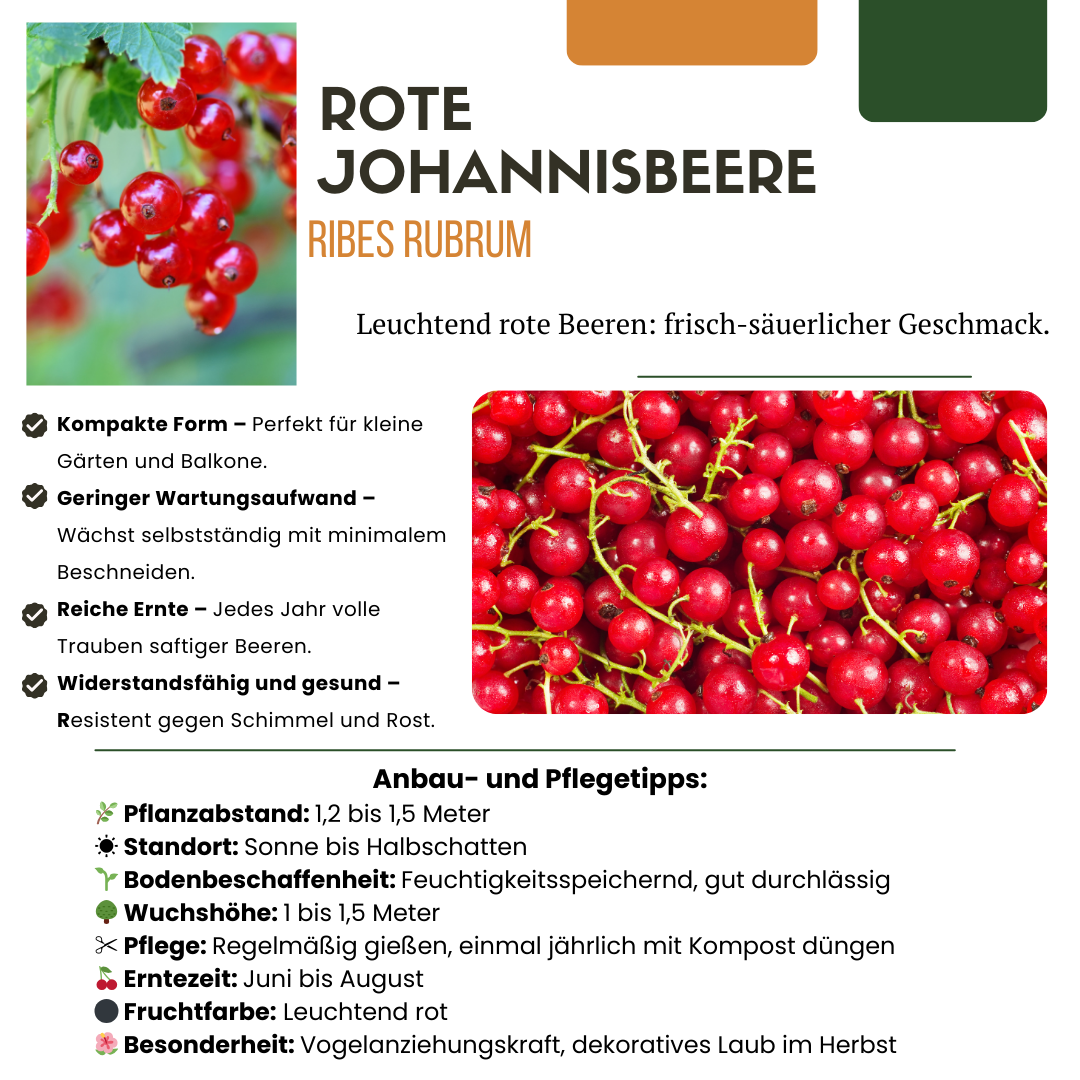 Premium basics "Vruchten oase" BIO Fruitplanten mix set van 5 verschillende soorten (48362)