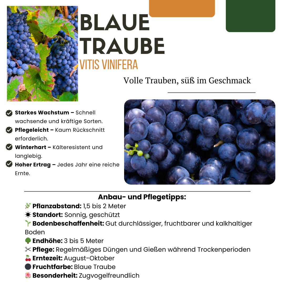 Premium basics "Vruchten oase" BIO Fruitplanten mix set van 5 verschillende soorten (48362)
