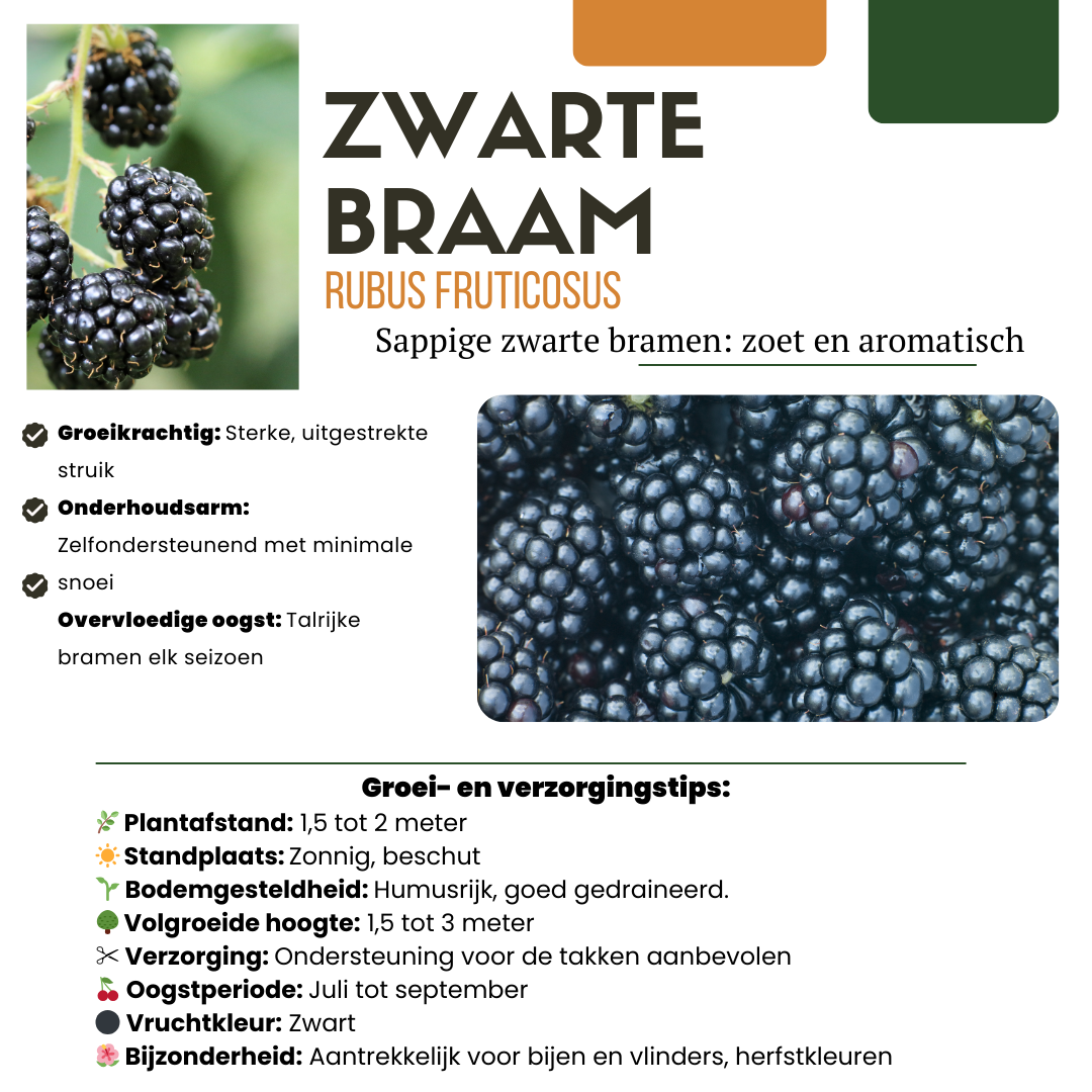 Premium basics "Vruchten oase" BIO Fruitplanten mix set van 5 verschillende soorten (48362)