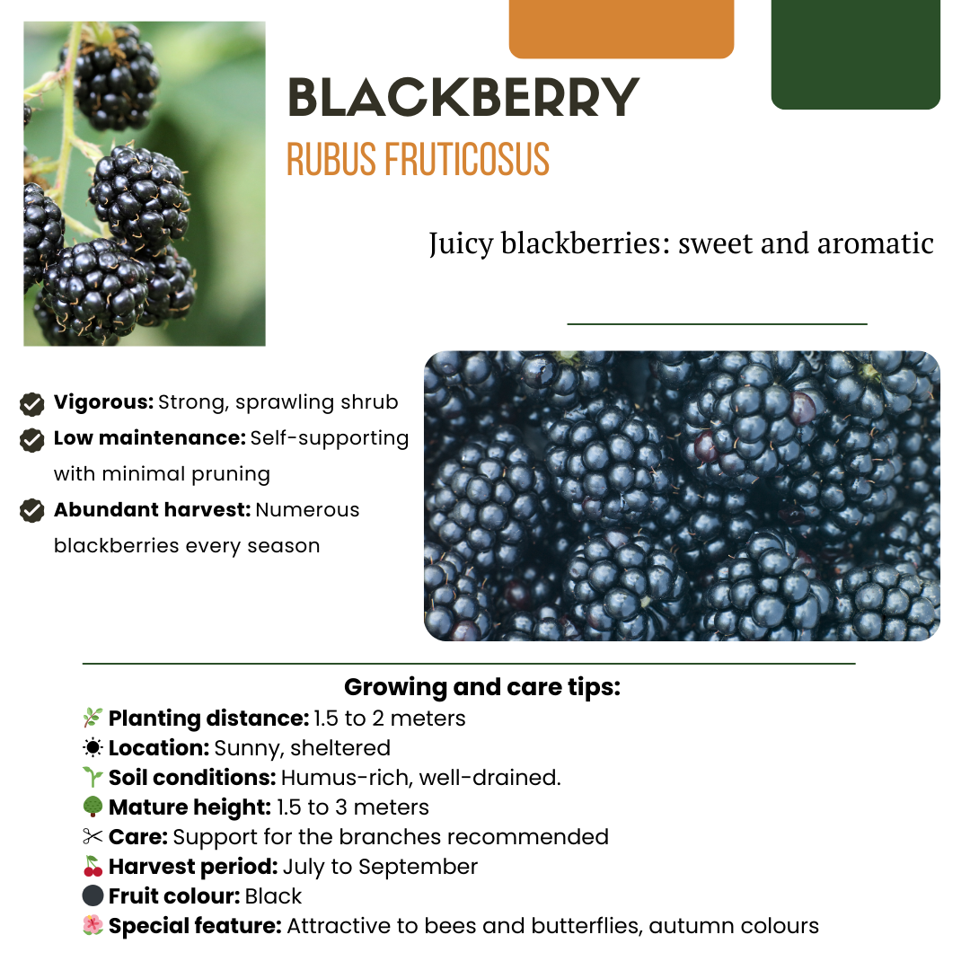Premium basics "Vruchten oase" BIO Fruitplanten mix set van 5 verschillende soorten (48362)