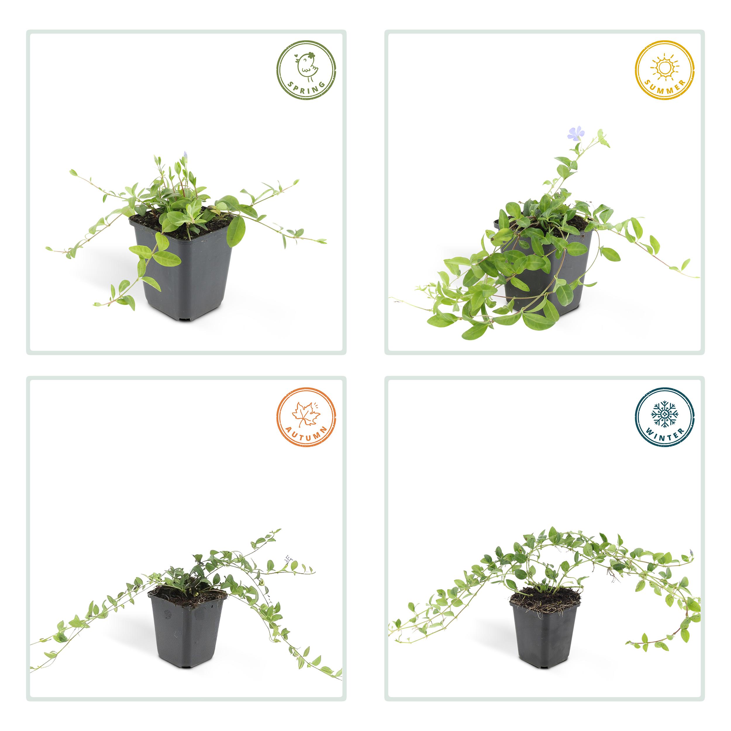 Garden basics 6x Vinca minor - ↕10-25cm - Ø9cm (47000)