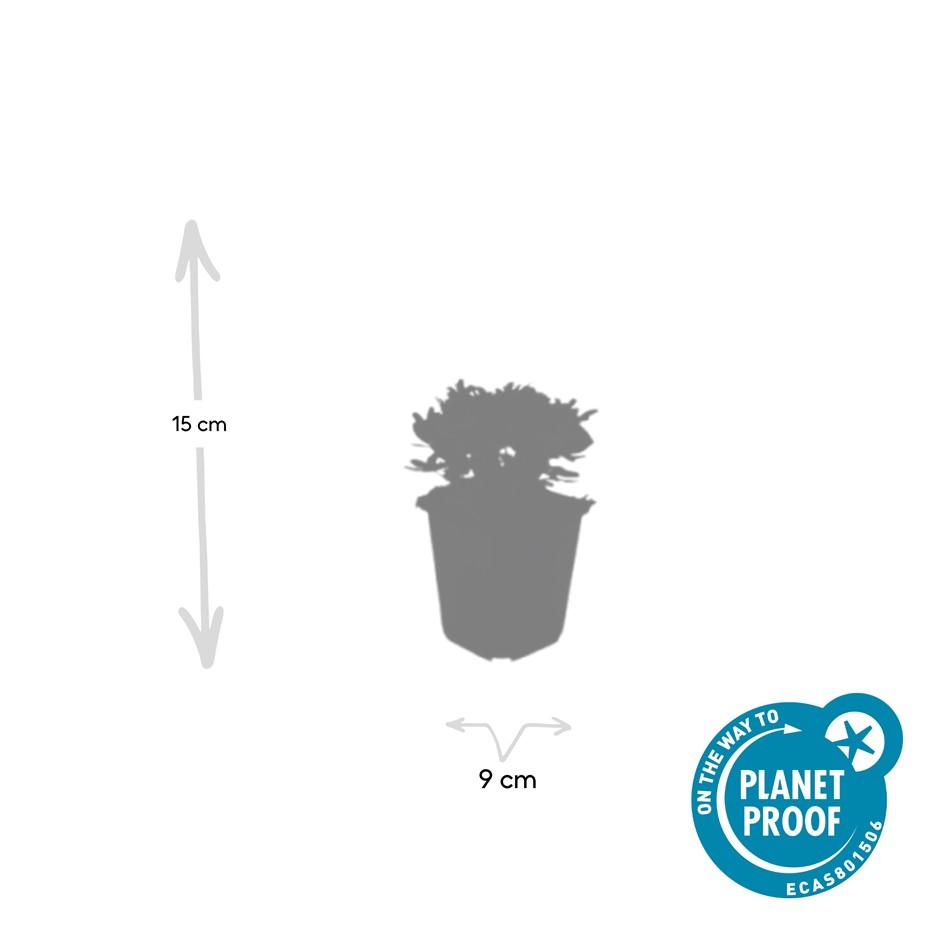 Garden basics 6x Potentilla tridentata 'Nuuk' - ↕10-25cm - Ø9cm (47970)