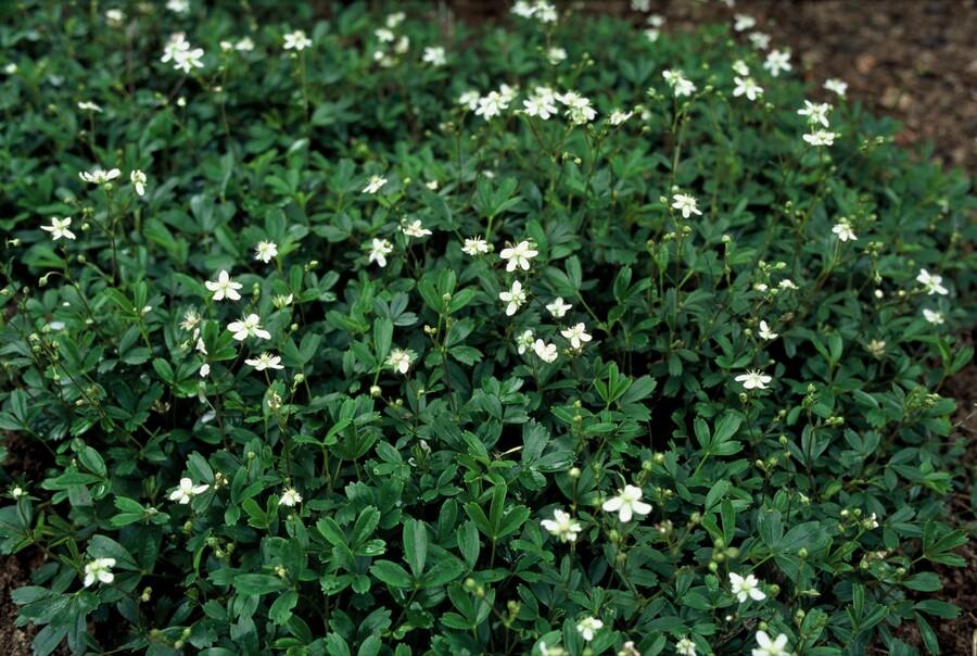 Garden basics 6x Potentilla tridentata 'Nuuk' - ↕10-25cm - Ø9cm (47970)