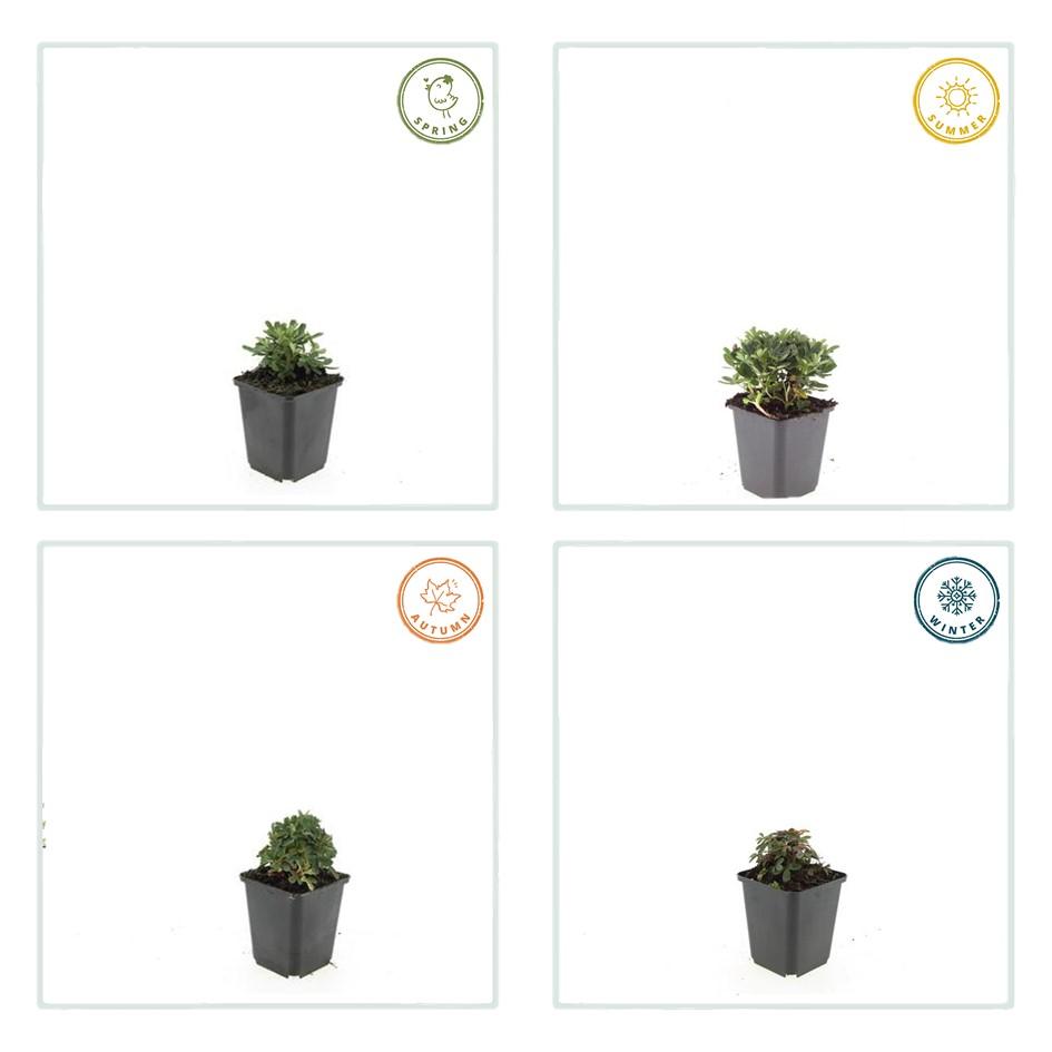 Garden basics 6x Potentilla tridentata 'Nuuk' - ↕10-25cm - Ø9cm (47970)