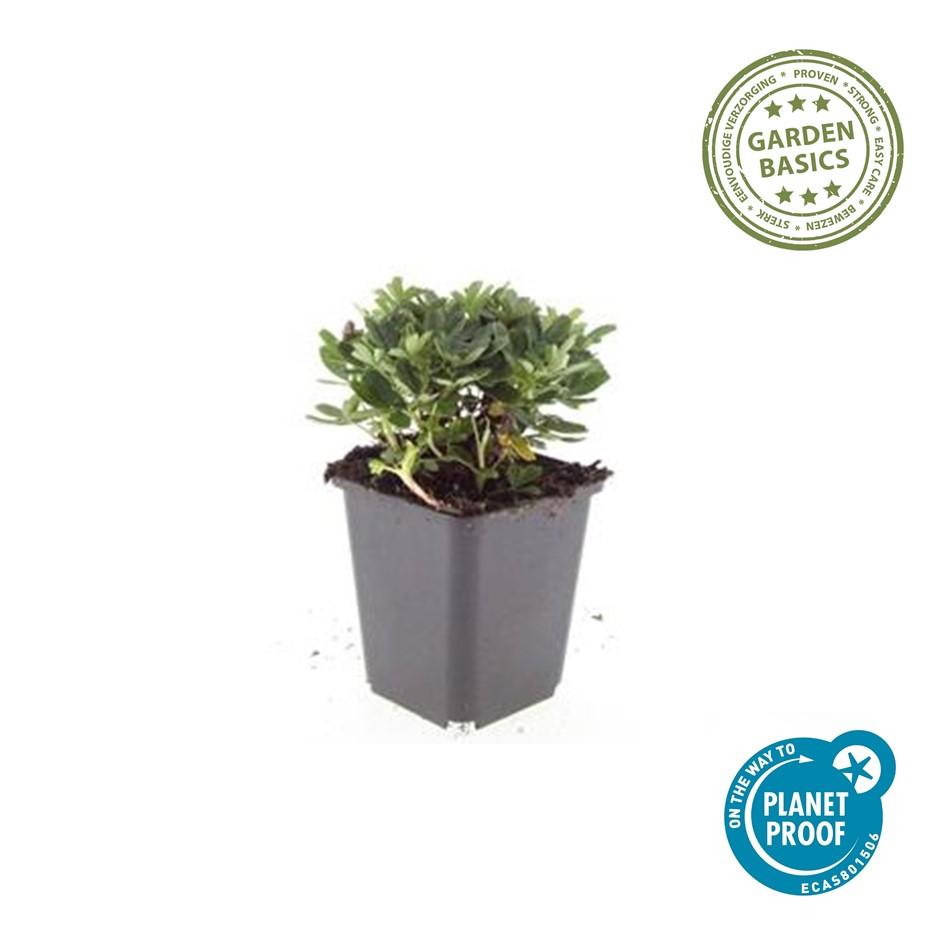 Garden basics 6x Potentilla tridentata 'Nuuk' - ↕10-25cm - Ø9cm (47970)
