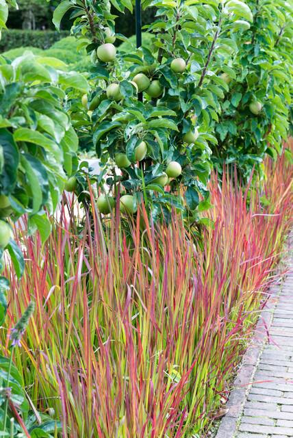 Garden basics 60x Imperata cylindrica 'Red Baron' - ↕10-25cm - Ø9cm (47860)