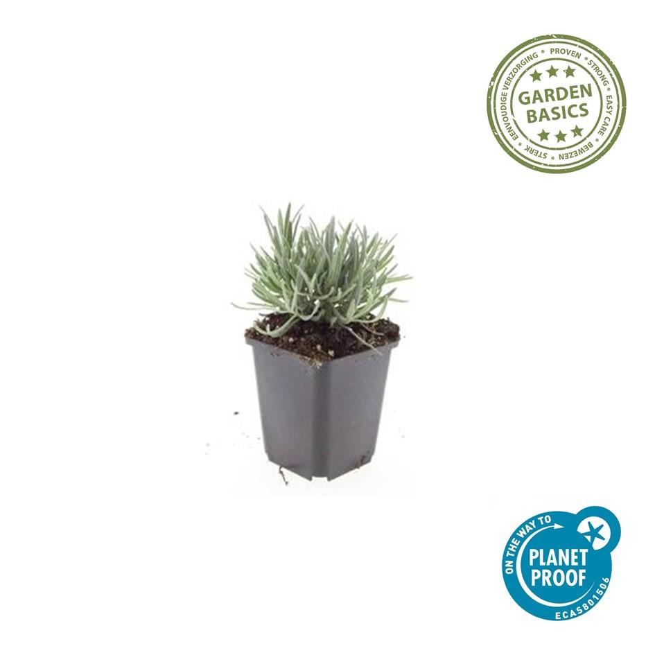 Garden basics 60x Lavandula int. 'Edelweiss' - ↕10-25cm - Ø9cm (47885)