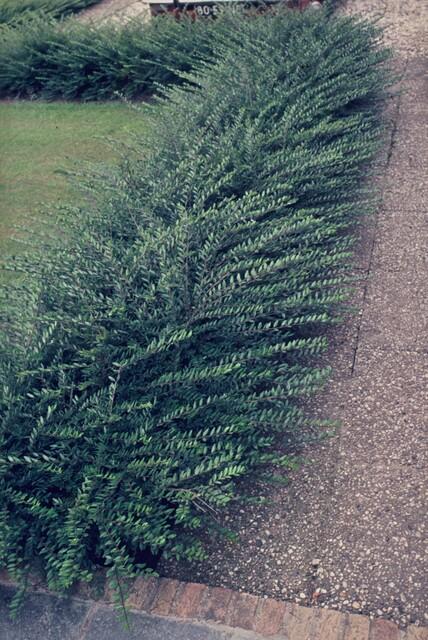 Garden basics 12x Lonicera pileata - ↕10-25cm - Ø9cm (47912)