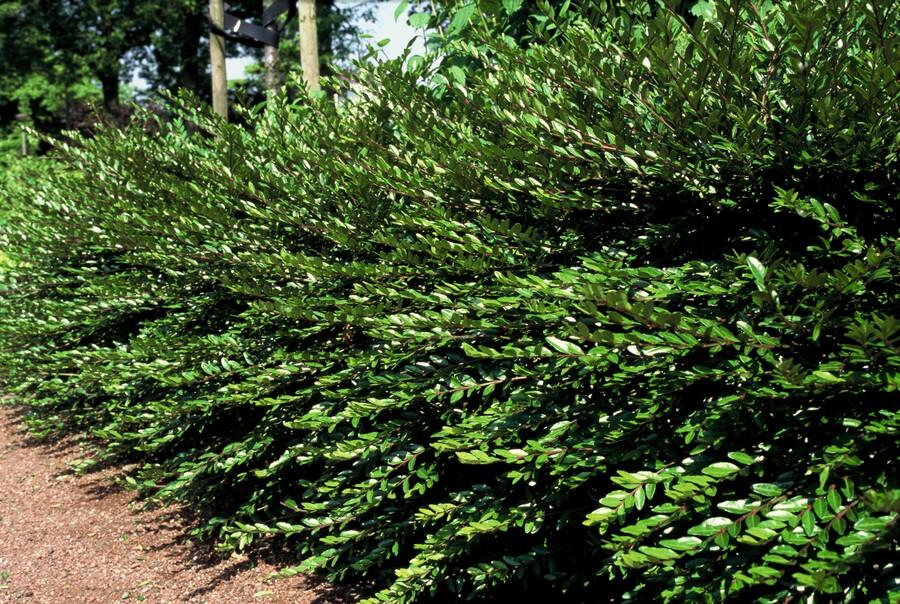 Garden basics 12x Lonicera pileata - ↕10-25cm - Ø9cm (47912)