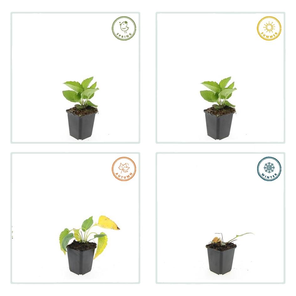 Garden basics 6x Rudbeckia fulgida 'Goldsturm' - ↕10-25cm - Ø9cm (47975)