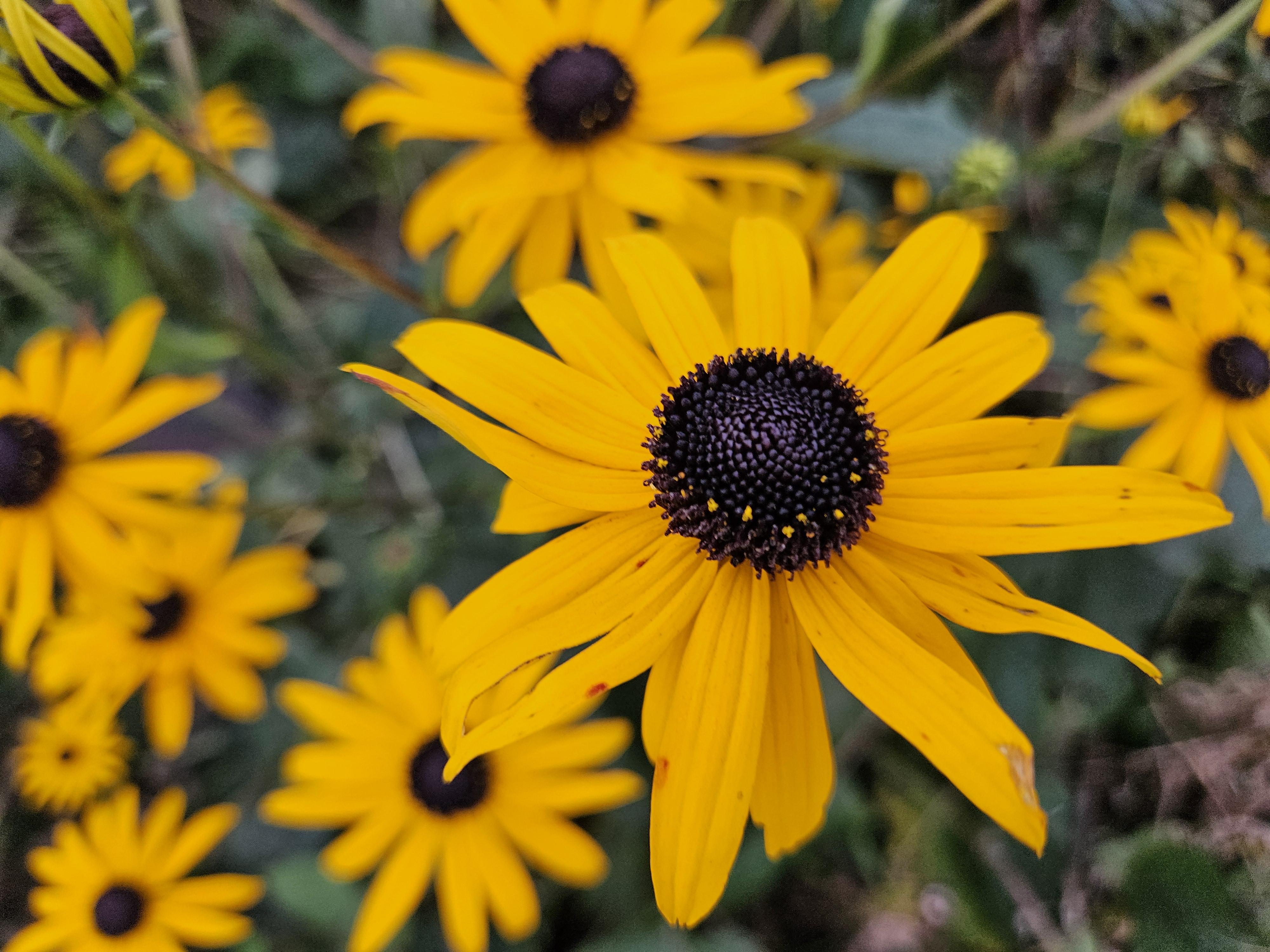 Garden basics 6x Rudbeckia fulgida 'Goldsturm' - ↕10-25cm - Ø9cm (47975)