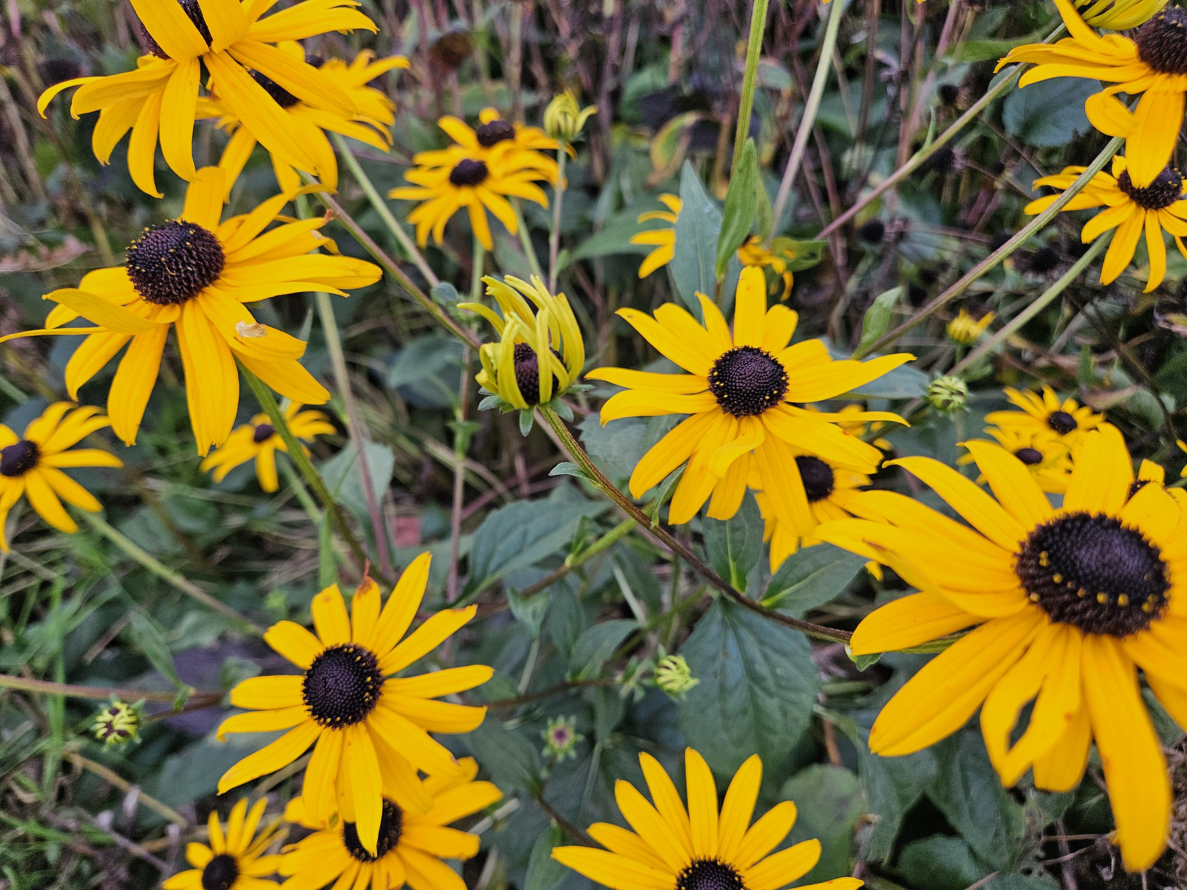 Garden basics 6x Rudbeckia fulgida 'Goldsturm' - ↕10-25cm - Ø9cm (47975)