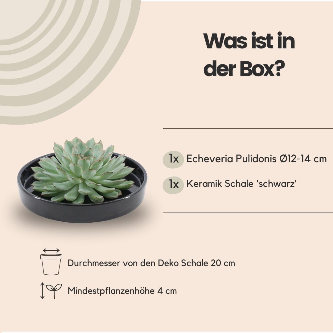 Rootless by aloe demi ROOTLESS Succulent Echeveria Pulidonis in schaal 'zwart' Ø20 cm (8721001420124)