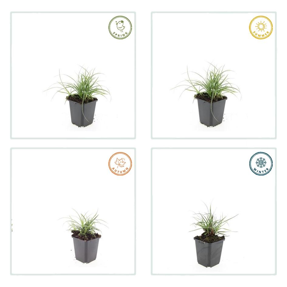 Garden basics 24x Luzula nivea - ↕10-25cm - Ø9cm (50482)