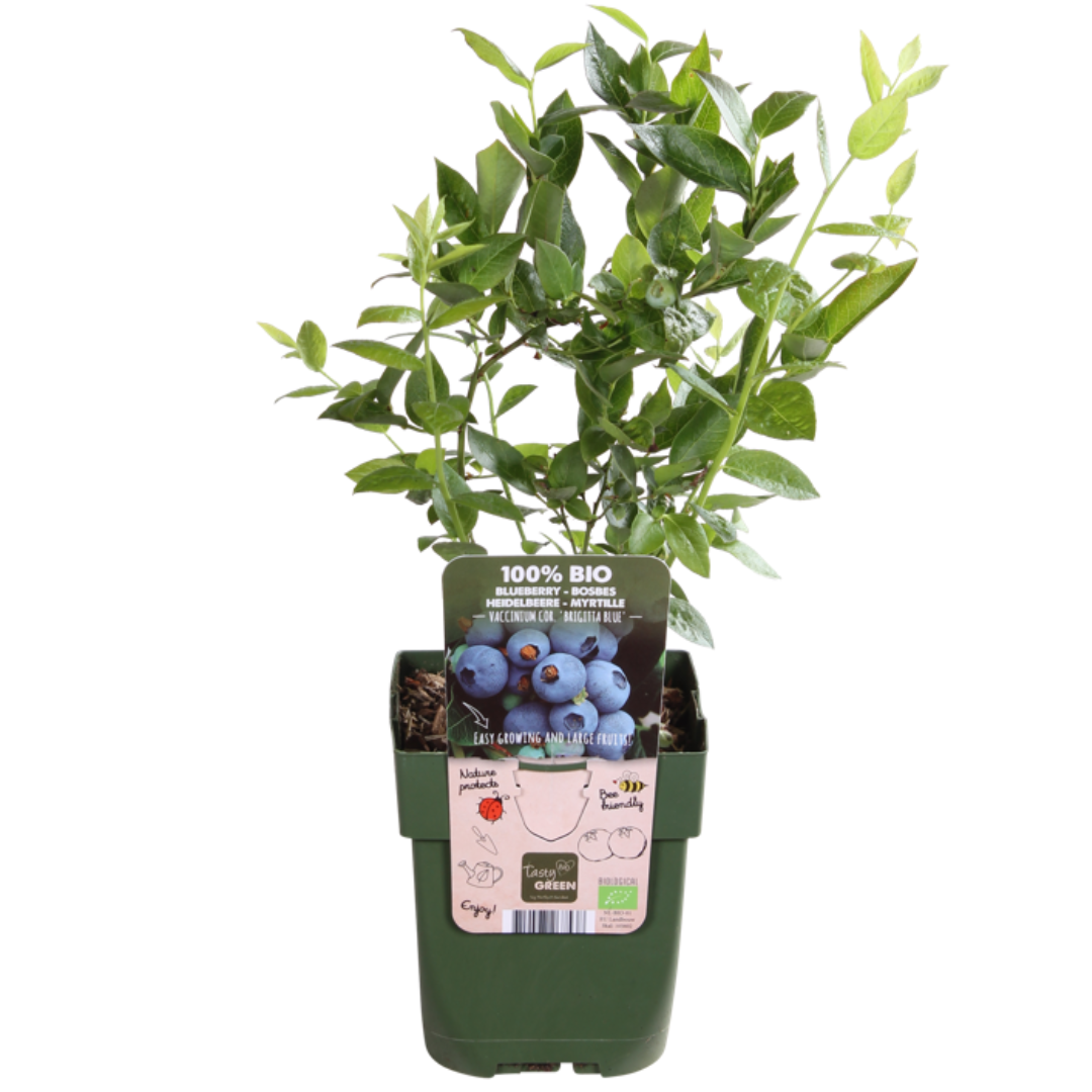Premium basics "Vruchtenparadijs" BIO Fruitplanten mix set van 4 verschillende soorten (48361)