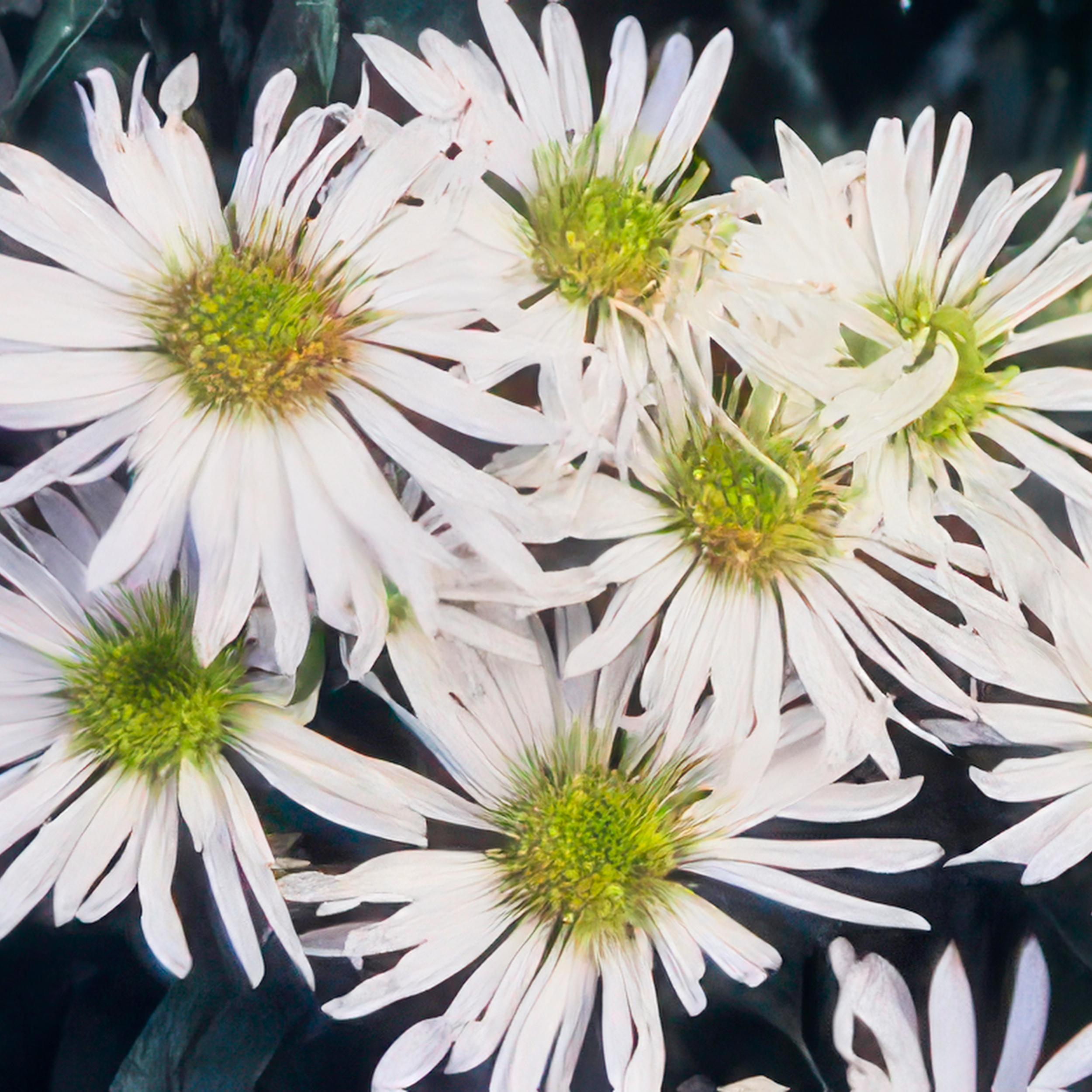 Garden basics 48x Aster ageratoides 'Ashvi' - ↕10-25cm - Ø9cm (50371)