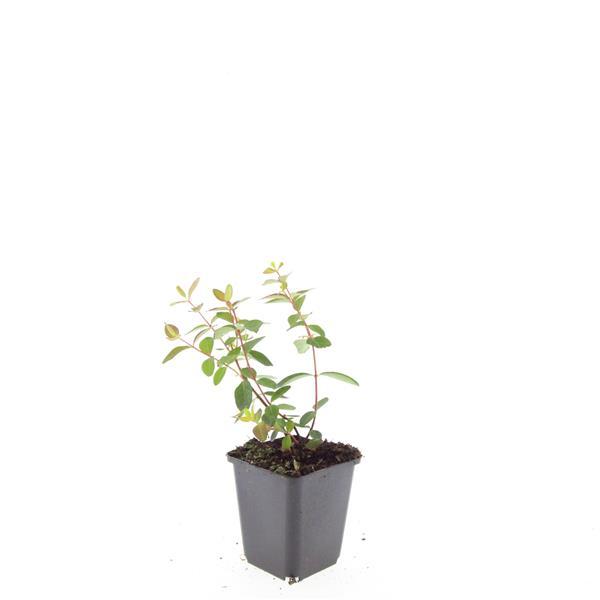 Garden basics 24x Hypericum dummeri 'Peter Dummer' - ↕10-25cm - Ø9cm (50438)