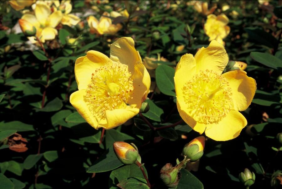 Garden basics 24x Hypericum dummeri 'Peter Dummer' - ↕10-25cm - Ø9cm (50438)
