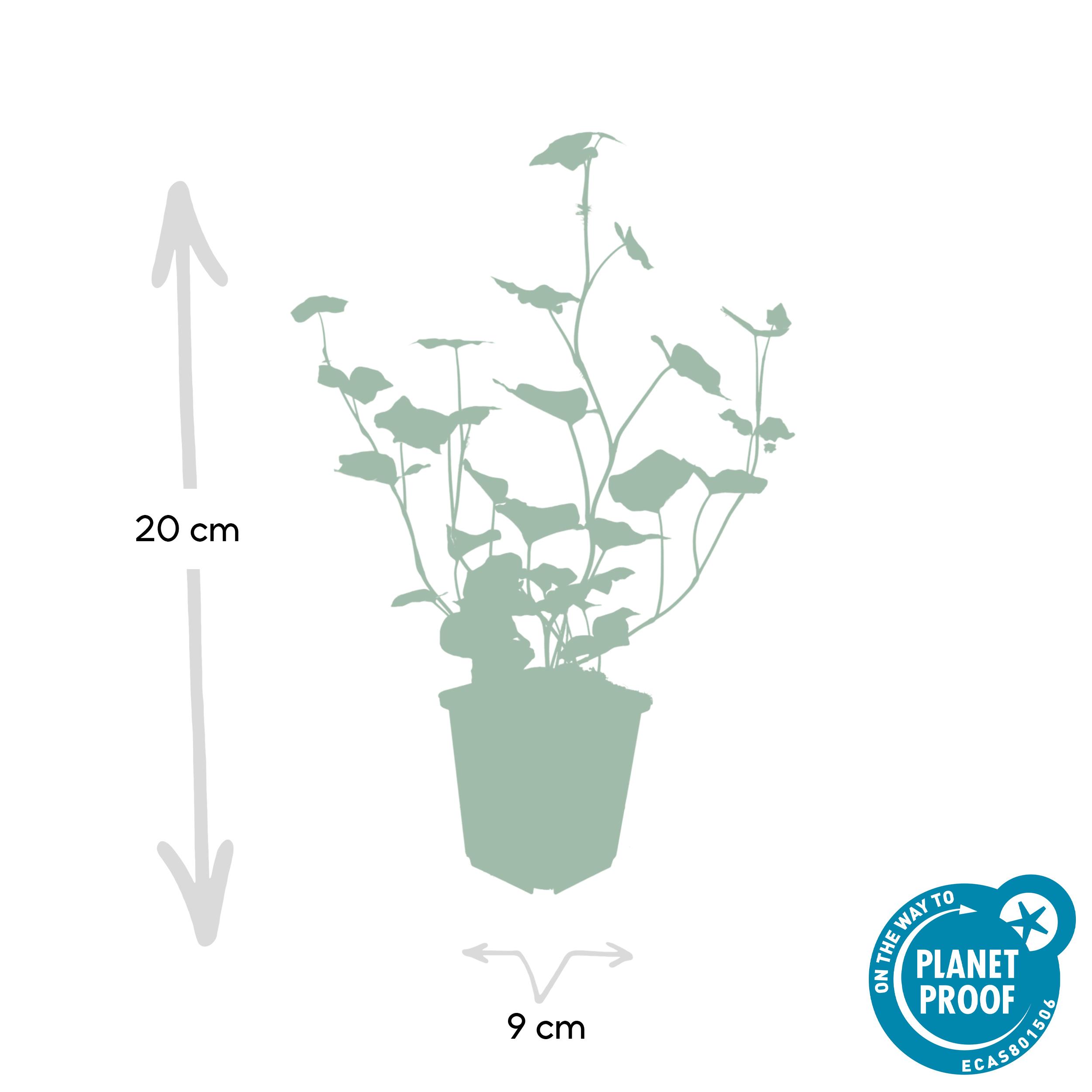 Garden basics 24x Hedera Hibernica - ↕10-25cm - Ø9cm (50324)