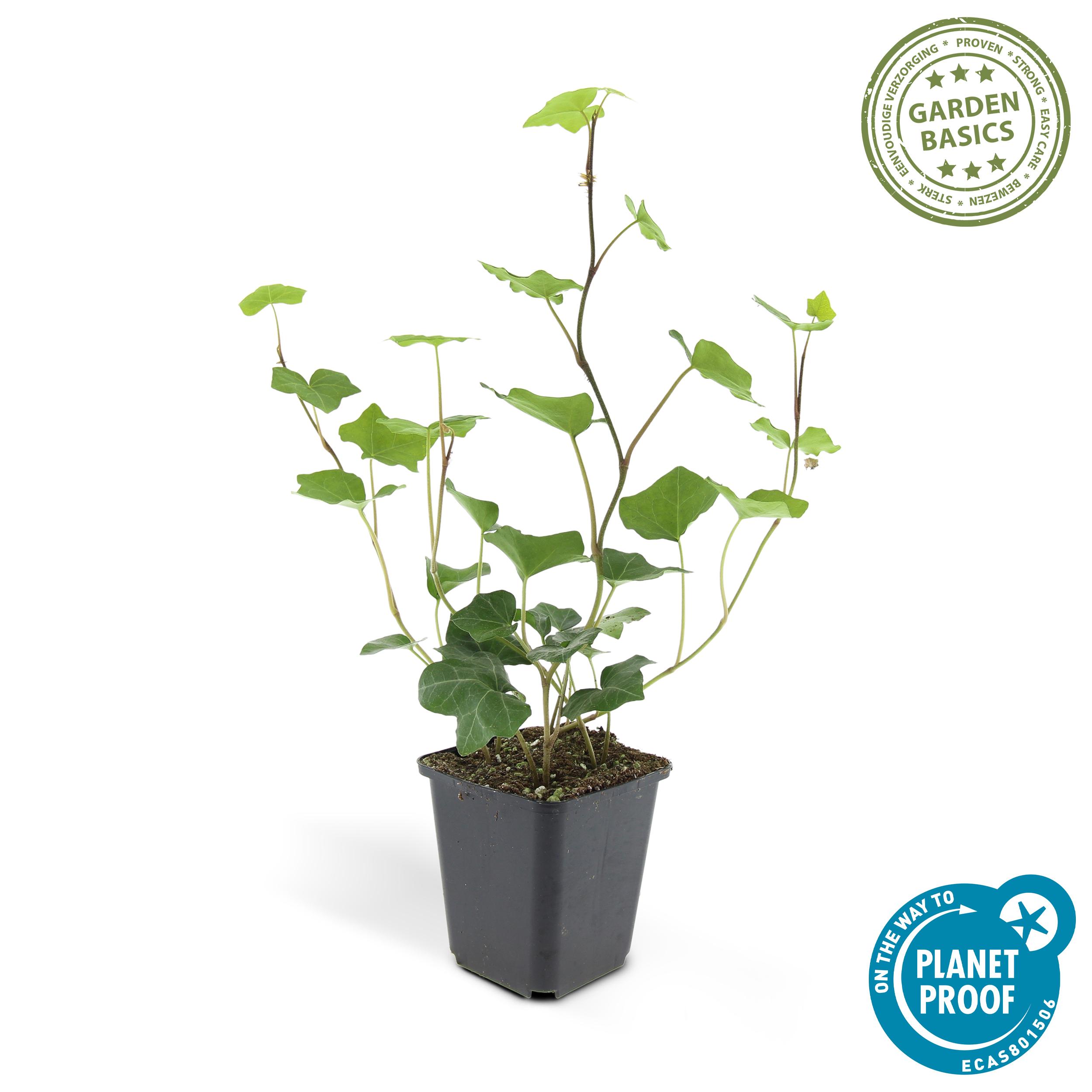 Garden basics 24x Hedera Hibernica - ↕10-25cm - Ø9cm (50324)