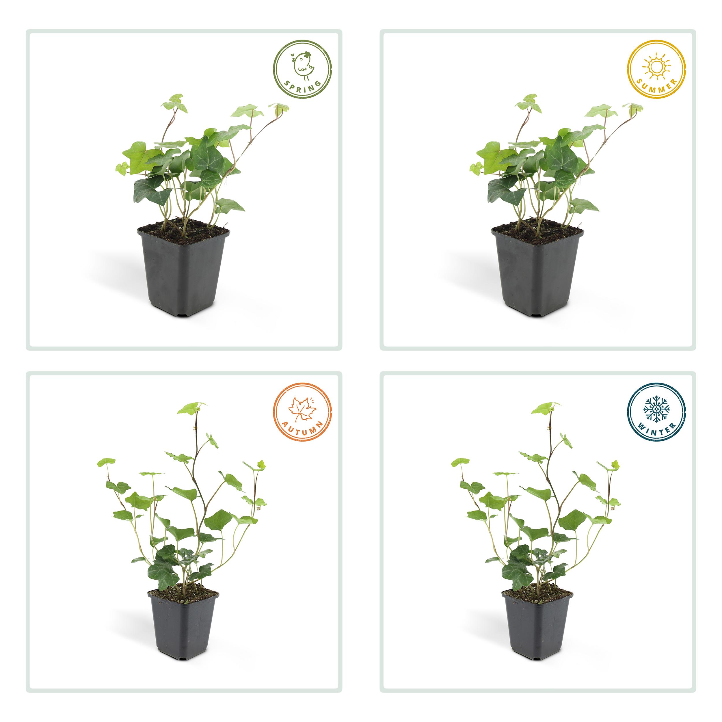 Garden basics 24x Hedera Hibernica - ↕10-25cm - Ø9cm (50324)