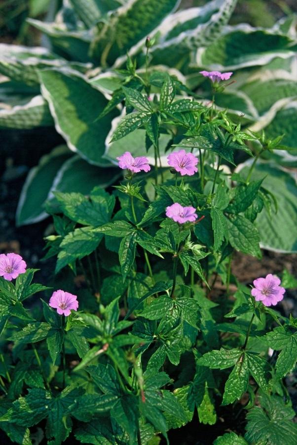 Garden basics 48x Geranium nodosum - ↕10-25cm - Ø9cm (50431)