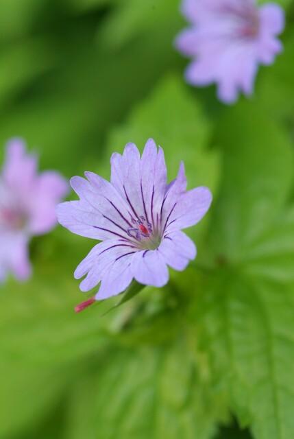 Garden basics 48x Geranium nodosum - ↕10-25cm - Ø9cm (50431)