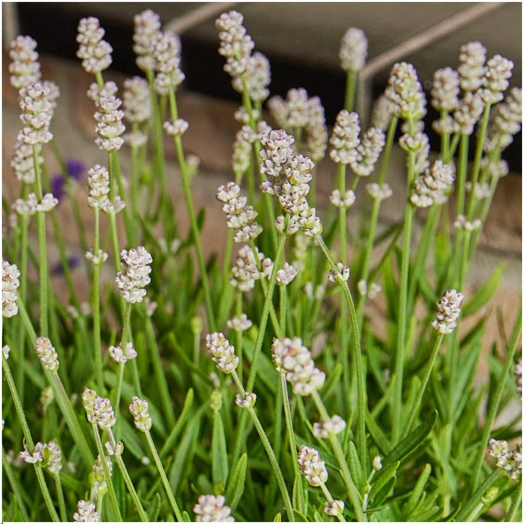Plants by frank 2 x 6 pack Lavendel angustifolia white - 12 x Ø7 cm (33463)