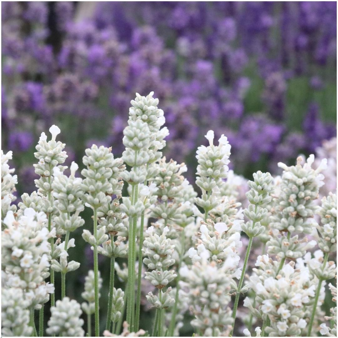 Plants by frank 2 x 6 pack Lavendel angustifolia white - 12 x Ø7 cm (33463)