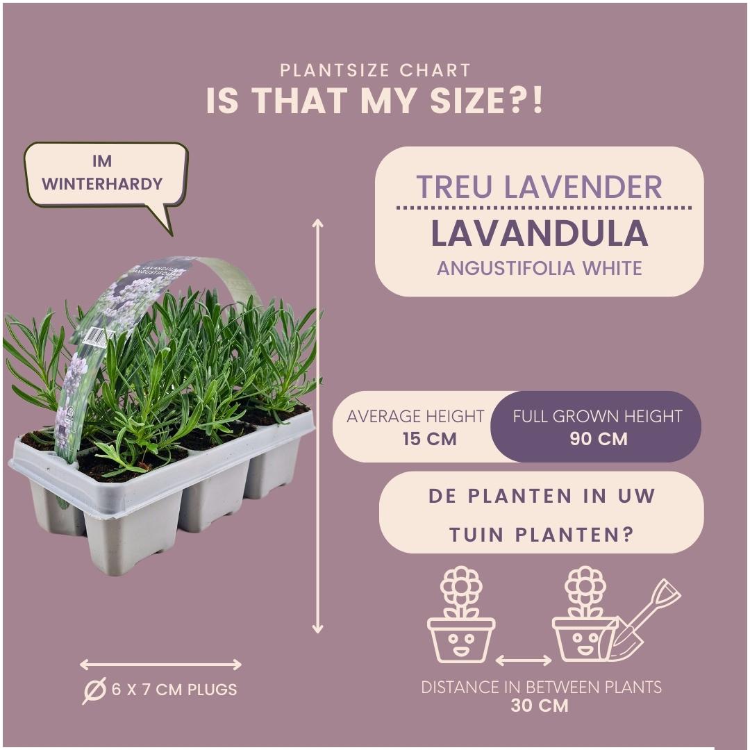 Plants by frank 2 x 6 pack Lavendel angustifolia white - 12 x Ø7 cm (33463)