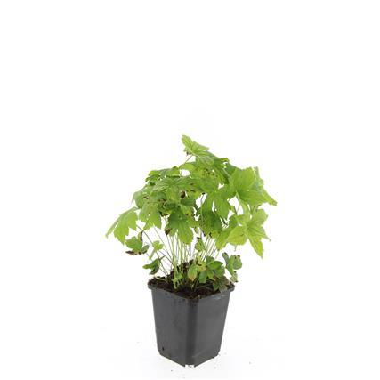 Garden basics 24x Geranium nodosum - ↕10-25cm - Ø9cm (50430)