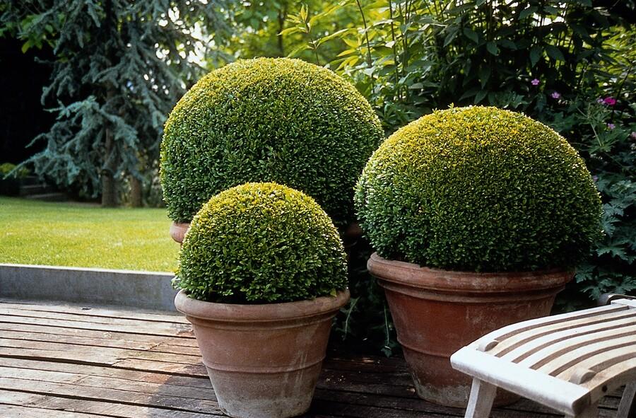 Garden basics 6x Buxus Sempervirens - ↕10-25cm - Ø9cm (48050)