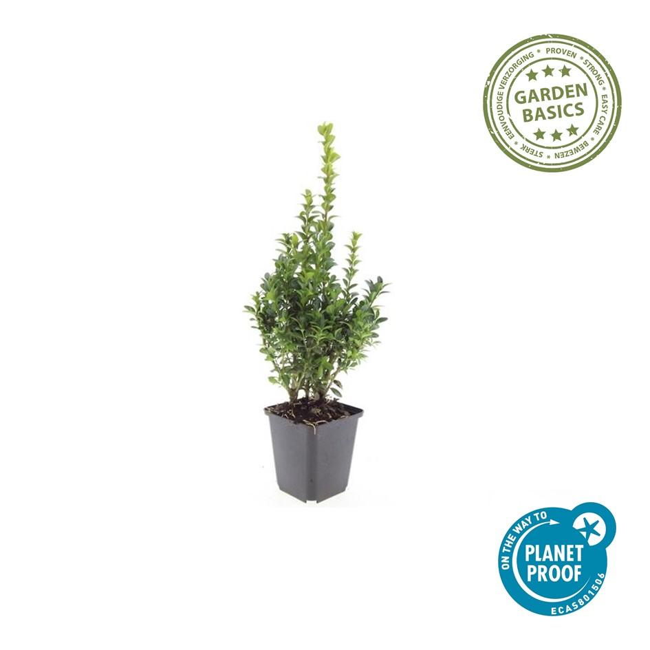 Garden basics 6x Buxus Sempervirens - ↕10-25cm - Ø9cm (48050)