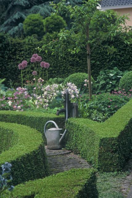 Garden basics 6x Buxus Sempervirens - ↕10-25cm - Ø9cm (48050)