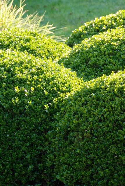 Garden basics 6x Buxus Sempervirens - ↕10-25cm - Ø9cm (48050)