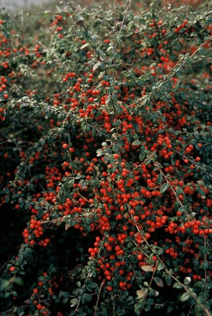 Garden basics 12x Cotoneaster suec. 'Coral Beauty' - ↕10-25cm - Ø9cm (46900)